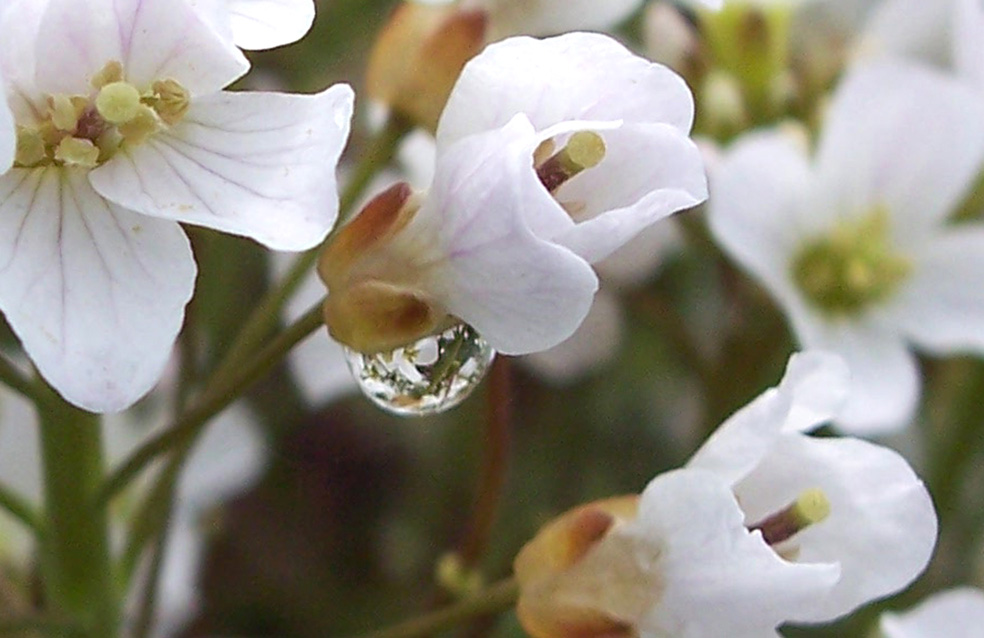 Cardamine pratensis